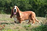 BASSET HOUND 199